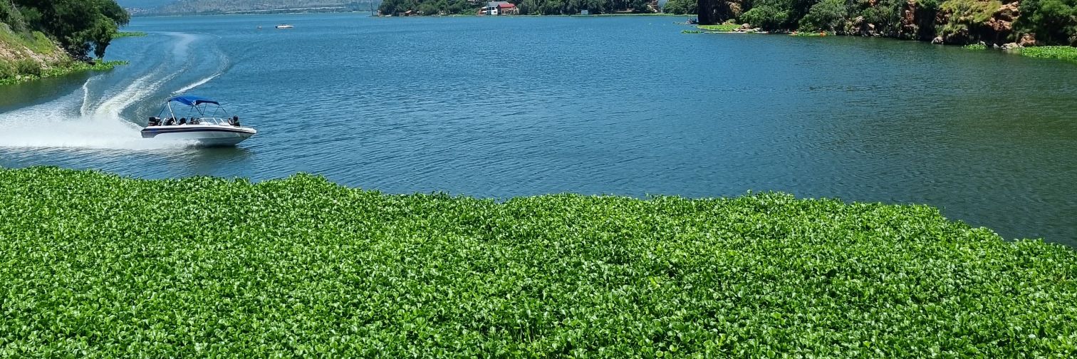 The Seed Ya MuChangane banner