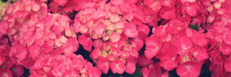 hparmer's profile banner image