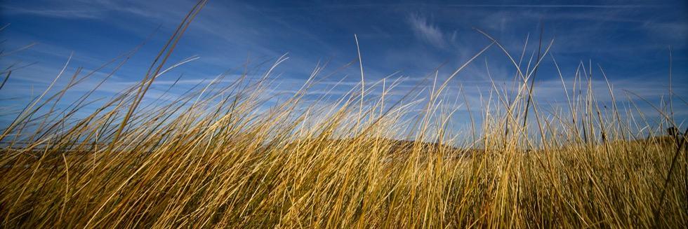 Dupe Creative banner