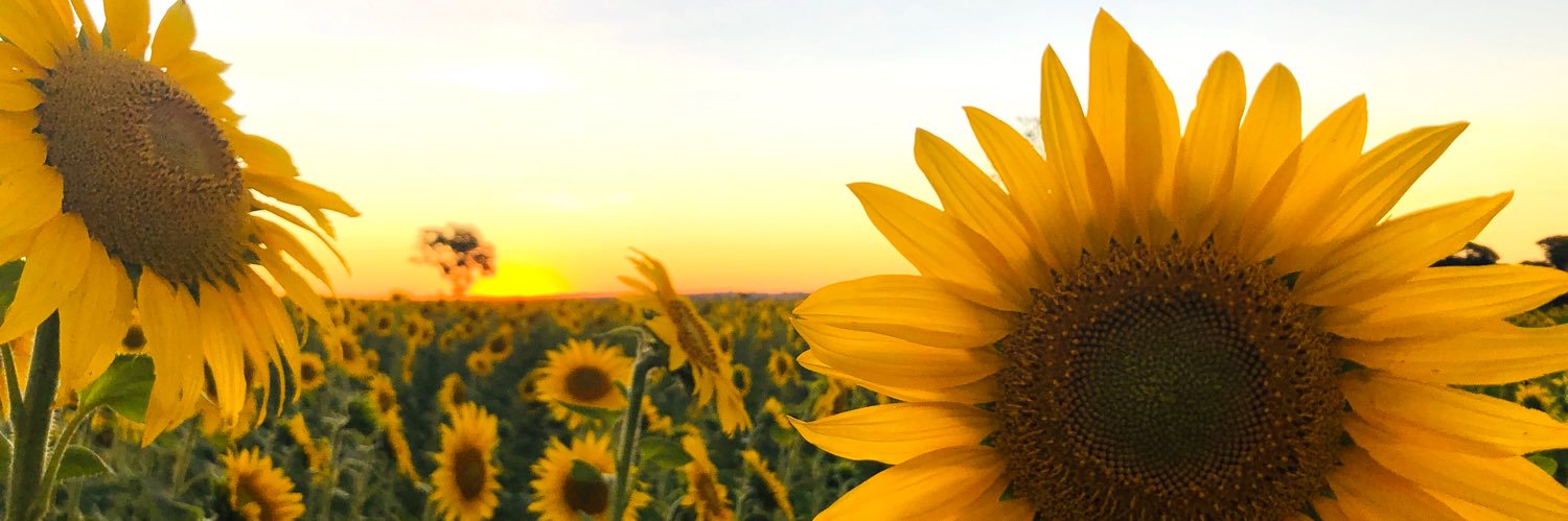 RuscarlaM's profile banner image