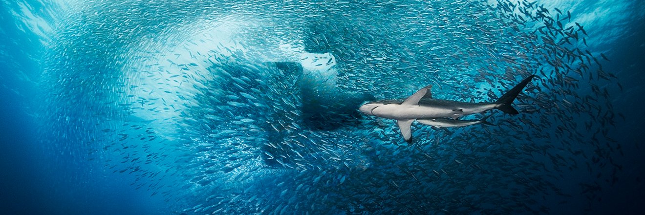 IDO Sharks 🦈 banner