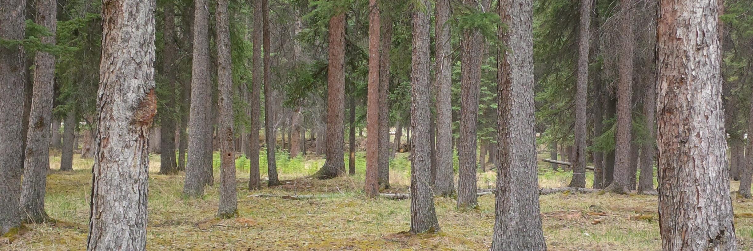 Georgia G. Jones banner