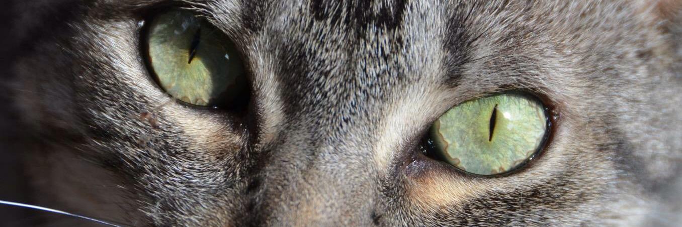 phoebeannecat's profile banner image