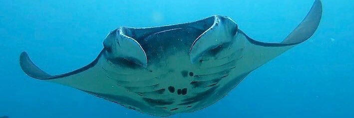 DutchFlyGuysTravel banner