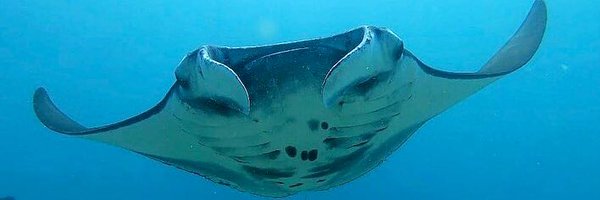 DutchFlyGuysTra Profile Banner