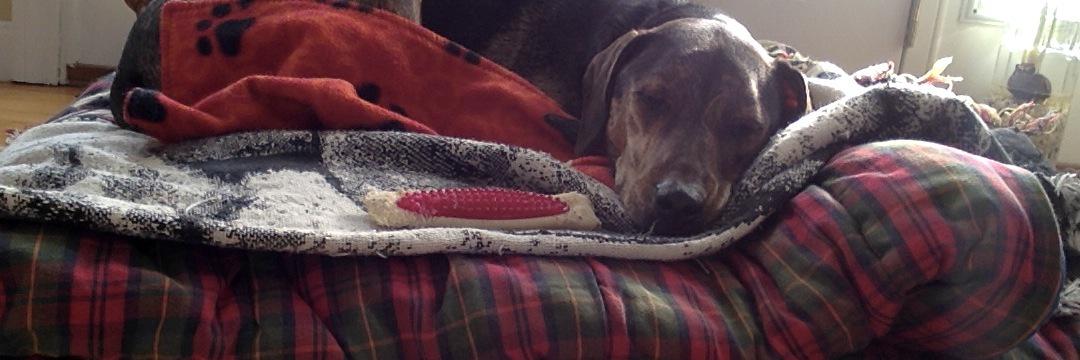 Gina St.Clair banner