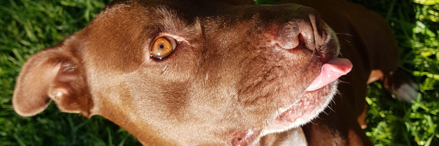 sncjuuli's profile banner image
