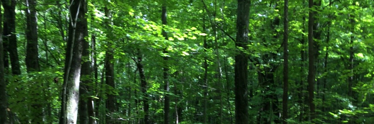 TAMARA4DODGE banner