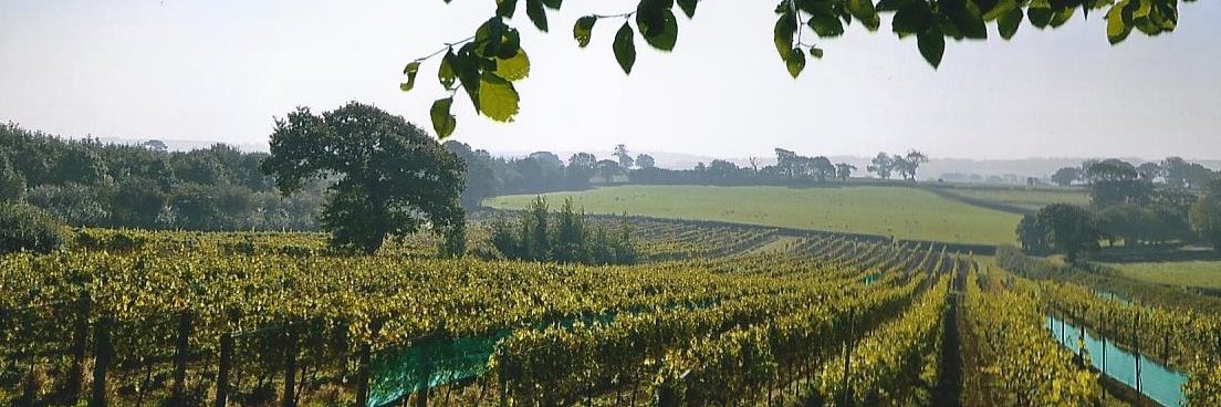 Torviewwine's profile banner image
