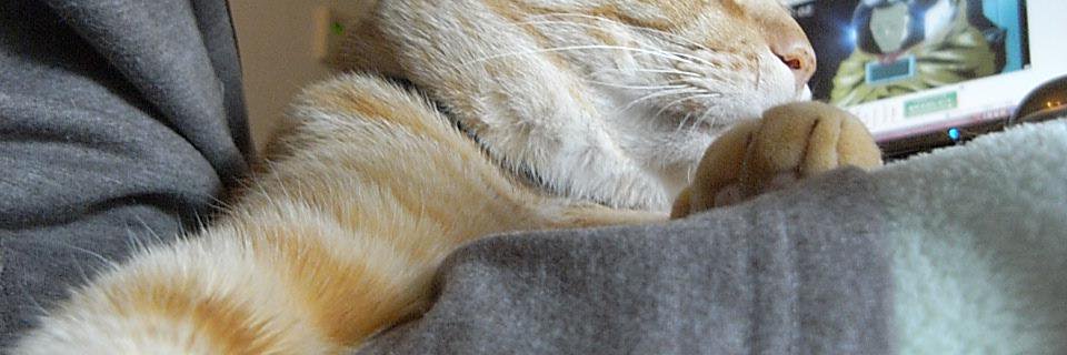 xwingcatx's profile banner image
