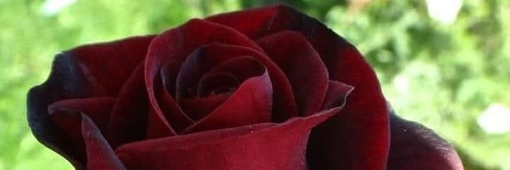 _H_6_10's profile banner image