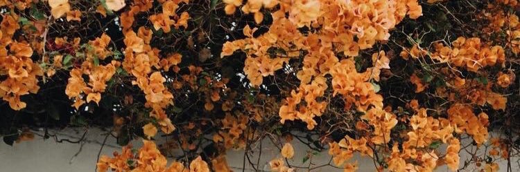 KolbieLewis's profile banner image