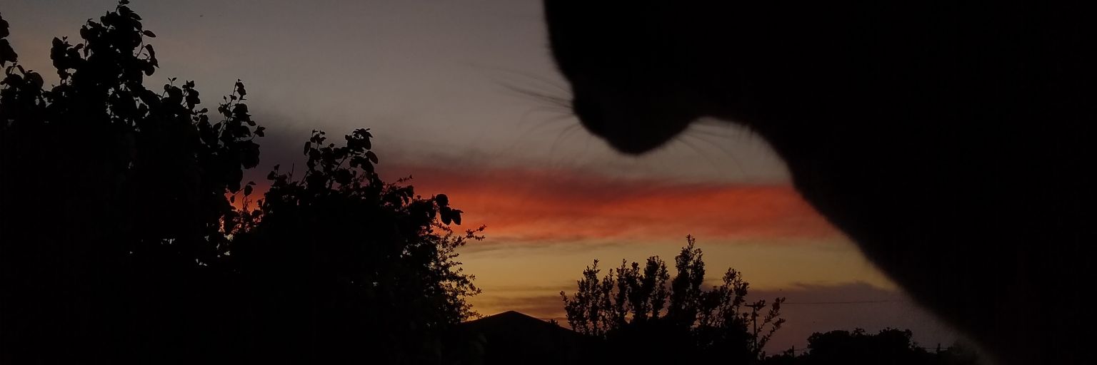 CamiFiorei's profile banner image
