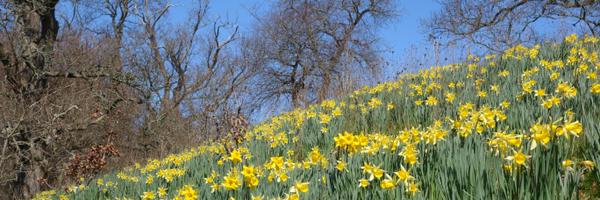 amelia_dowler Profile Banner