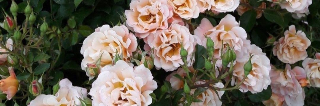 prettysam15's profile banner image