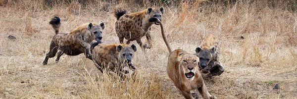 CoachDashh Profile Banner