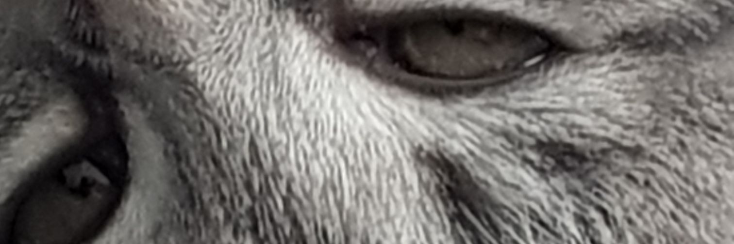 AlishaUltra's profile banner image
