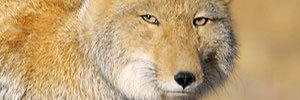 Chease86's profile banner image