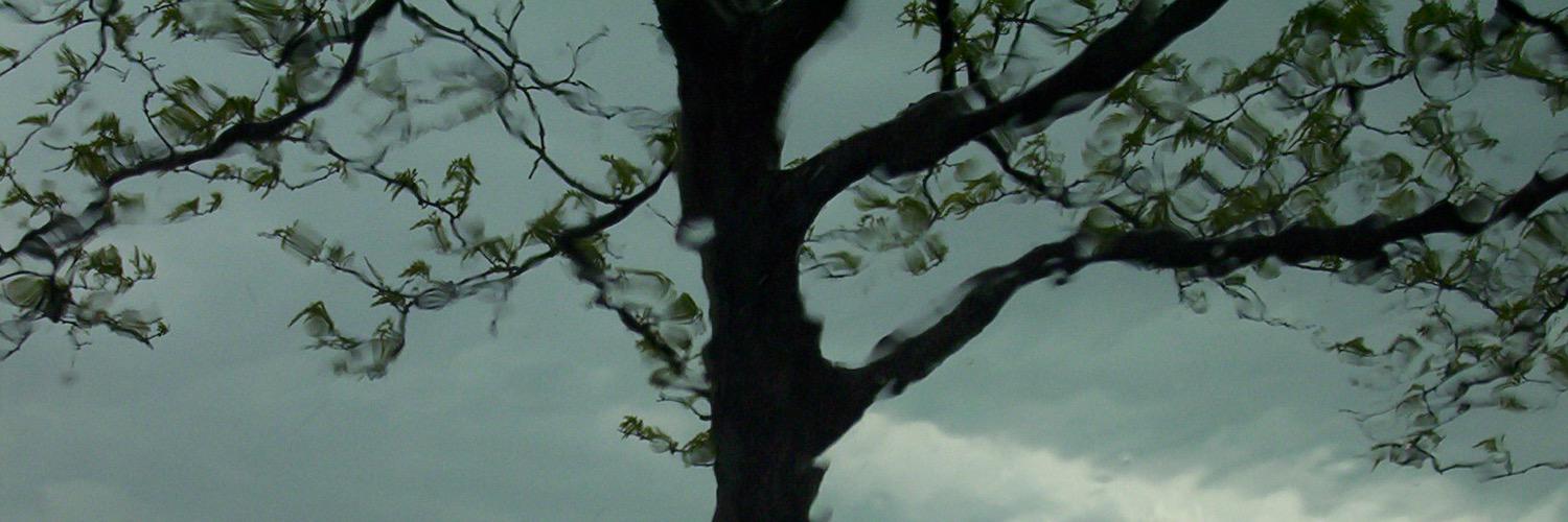 Jennifer Rees banner