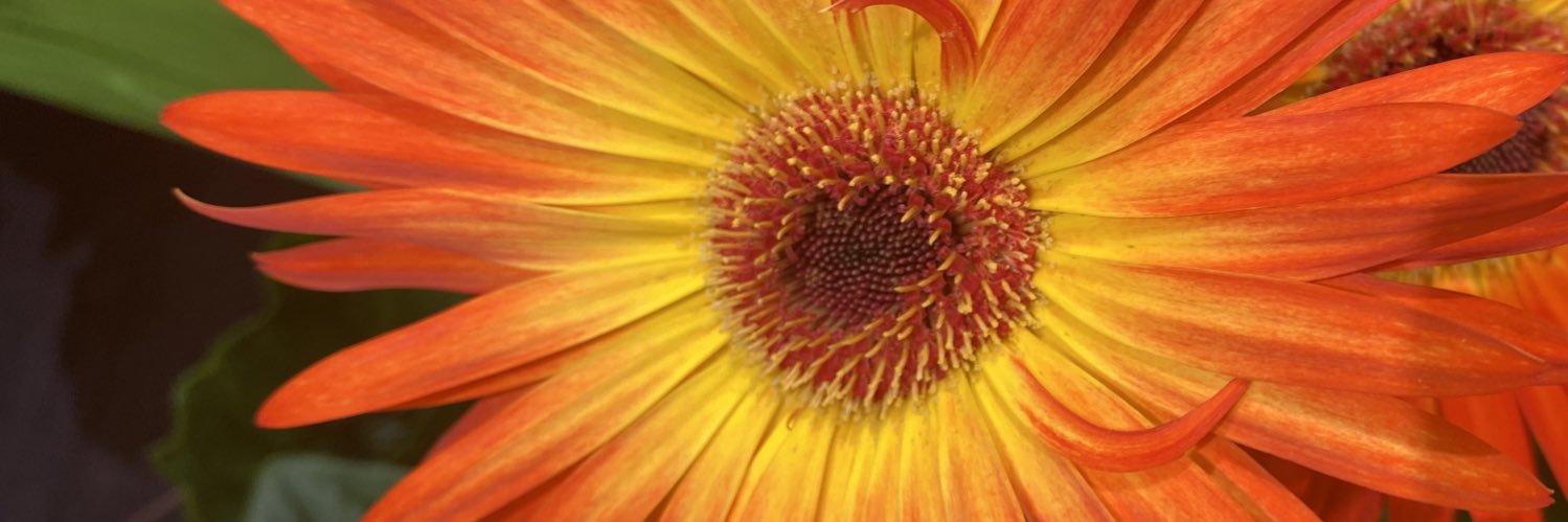 TaniaEFranco's profile banner image