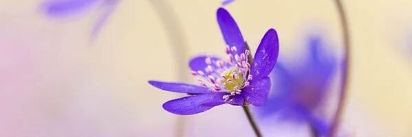 oanehoog1's profile banner image