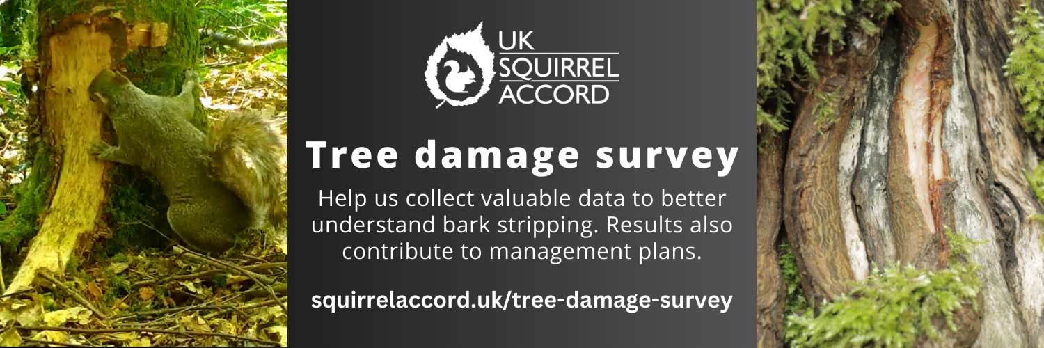 SquirrelAccord's profile banner image