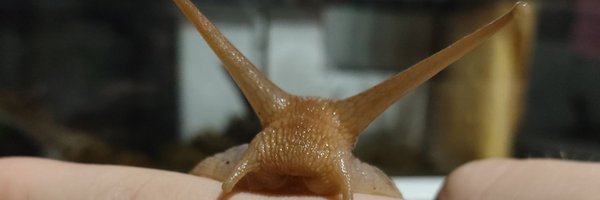 vivpairo Profile Banner