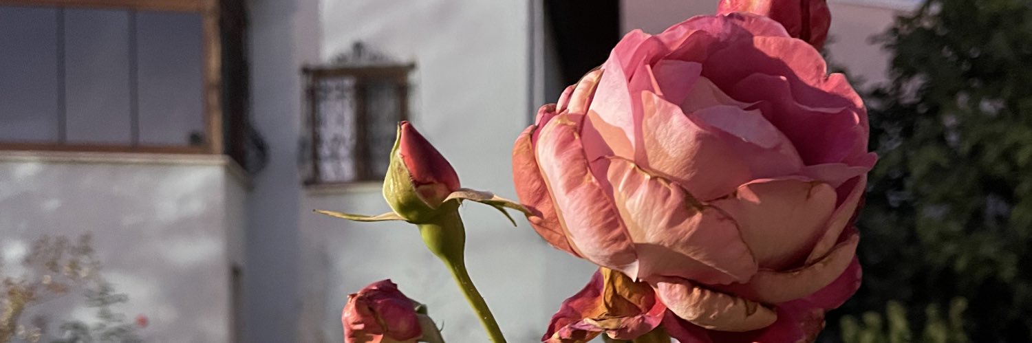 mine_polat_'s profile banner image