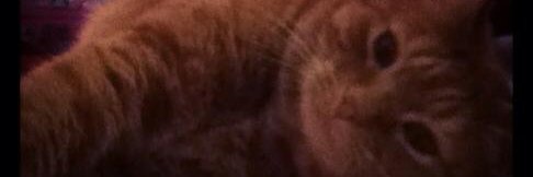 Megan Lesley Reith banner