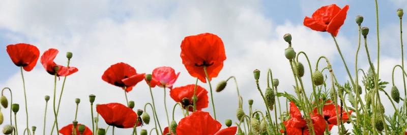 RBL PoppyAppeal Ware banner