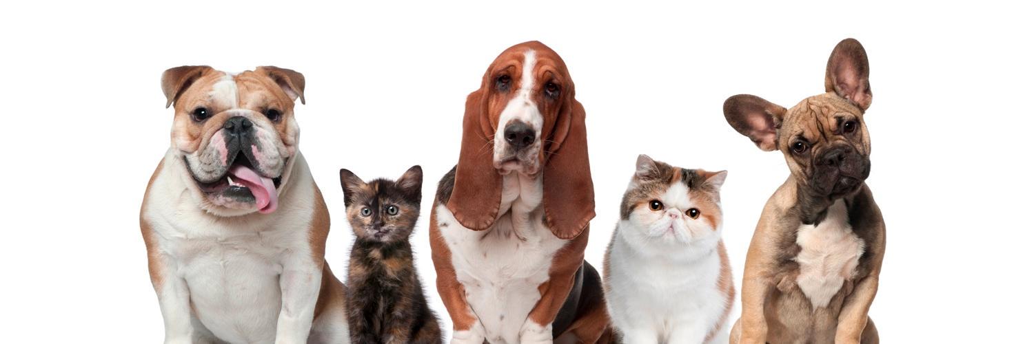 osspretlab's profile banner image