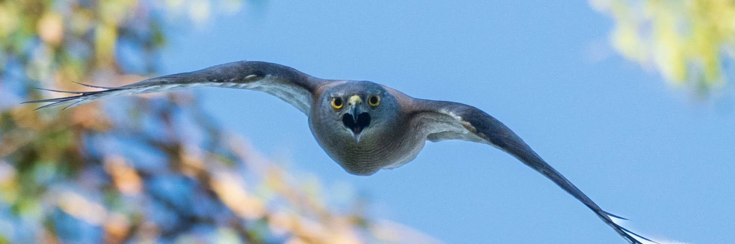 Rod B 🦘🐶 🦜 📷 banner