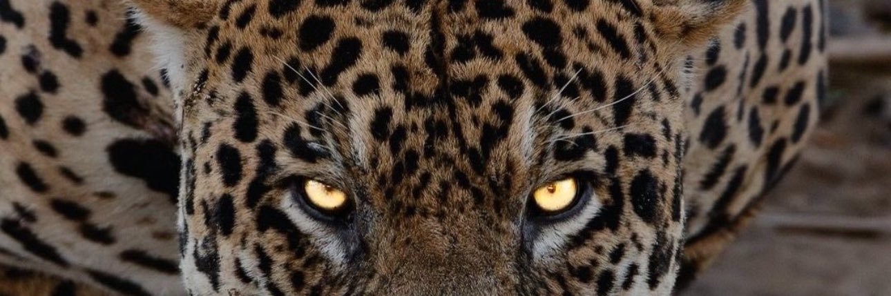 limaxsji's profile banner image