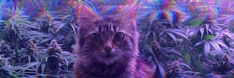 Maxjrrj's profile banner image
