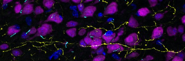 exMcIntyre_Lab Profile Banner