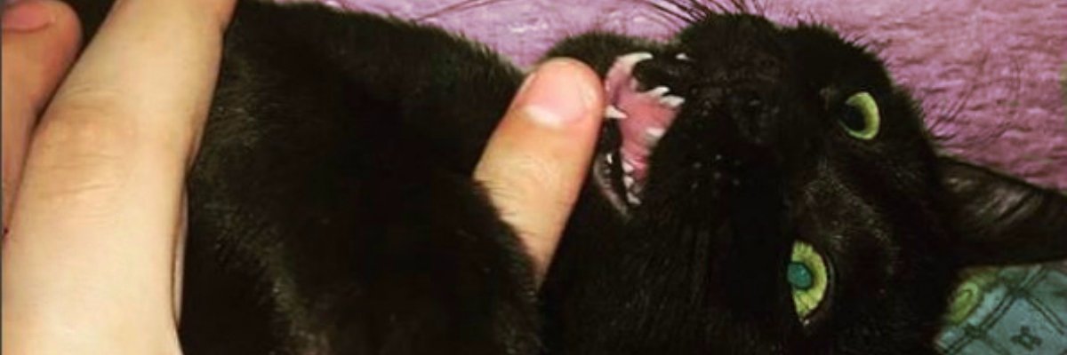 Gabriel Fogelbach banner