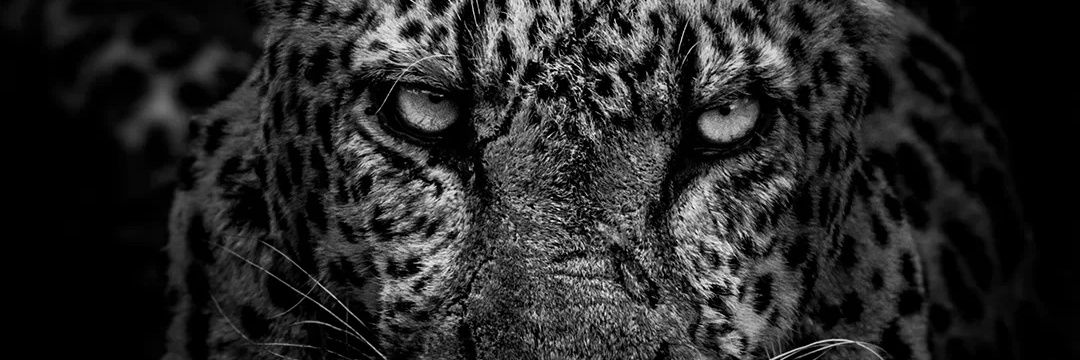 Smith_Allano's profile banner image