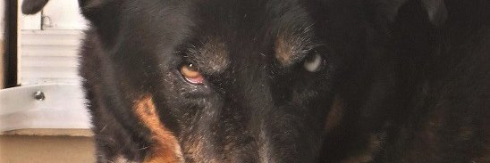 sally barnhart(watts banner