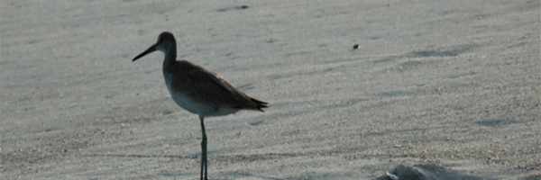 tim_singleton Profile Banner