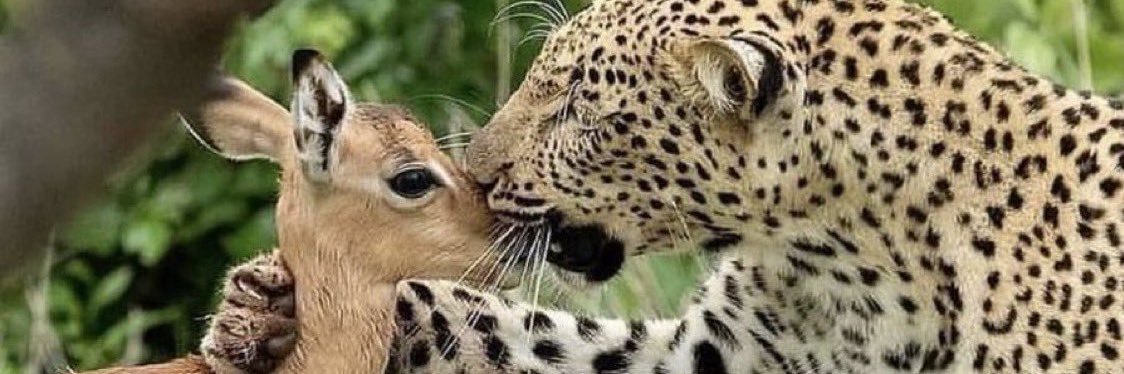 Tonybrainy Esq. banner