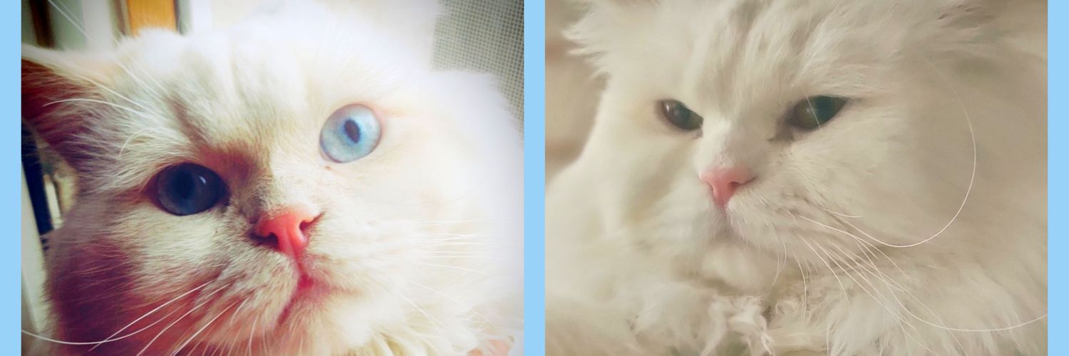 MiraKainat's profile banner image
