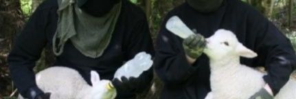 Rob Whitehall Ⓥ banner