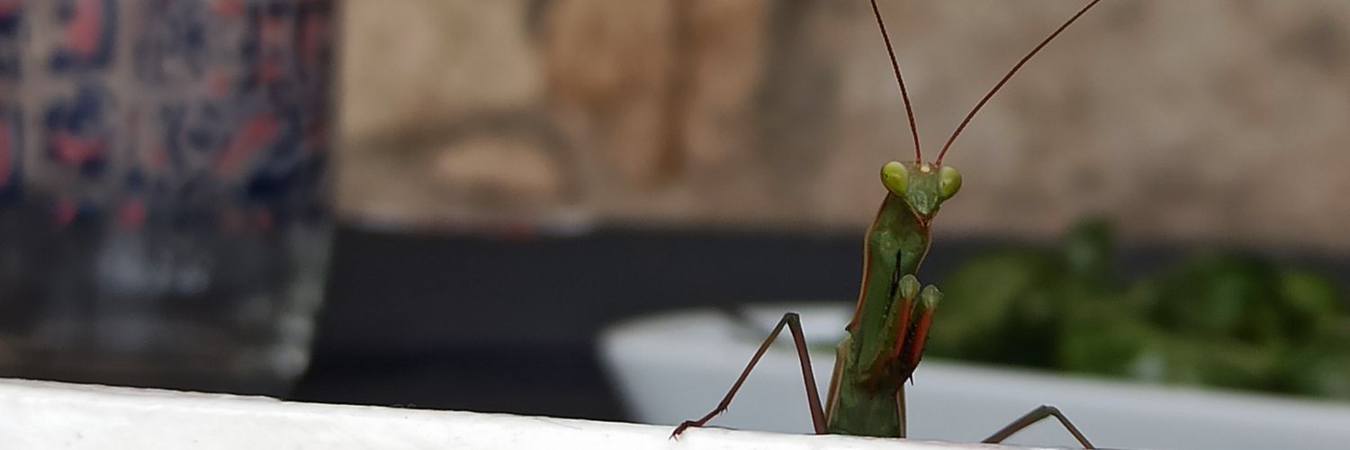 Ñita Bego Ñita banner