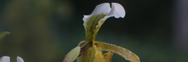 tankadhakal Profile Banner