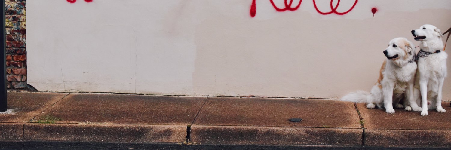 CourtTheStern's profile banner image