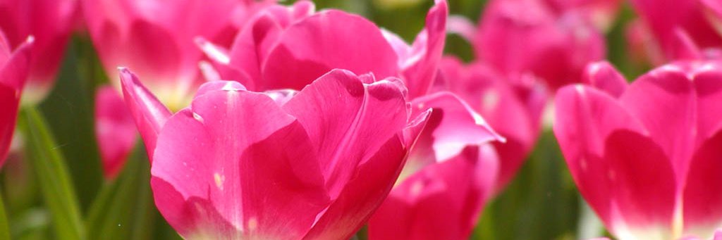 千華 banner