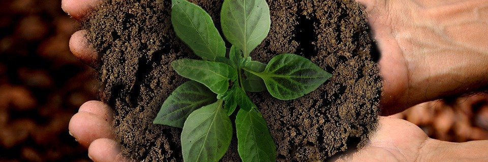 cactus2e's profile banner image