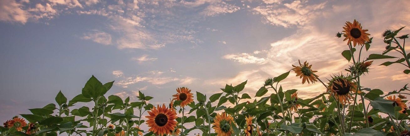Bisisolimmi's profile banner image