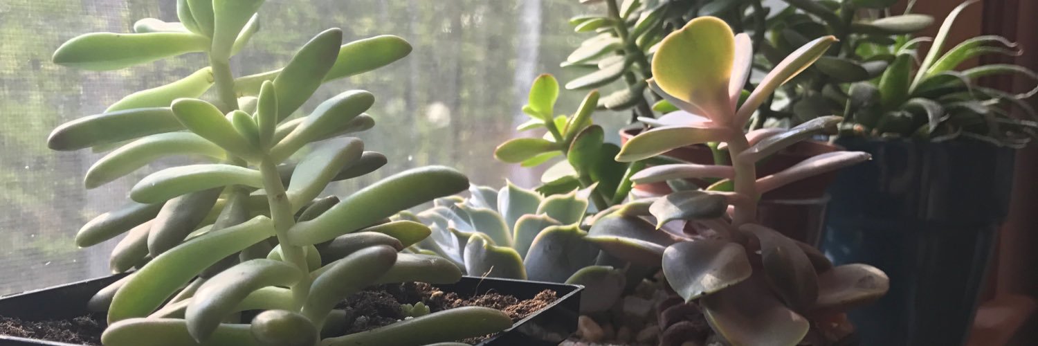 EmilyStevens42's profile banner image