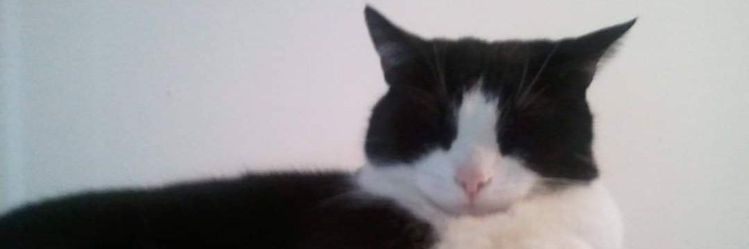 Dawn Paolillo banner